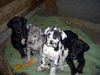 Deutsche Dogge Foto: Süßes im Vierepack! (ID 37642) Deutsche Dogge Hund