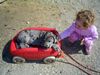Deutsche Dogge Foto: Amy beim Spielen (ID 37844) Deutsche Dogge Hund