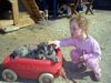 Deutsche Dogge Foto: Amy beim Spielen (ID 37843) Deutsche Dogge Hund