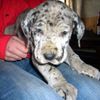 Deutsche Dogge Foto: Hallo Amy?! (ID 37586) Deutsche Dogge Hund