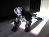 Deutsche Dogge Foto: Mir ist kalt!!! (ID 31000) Deutsche Dogge Hund
