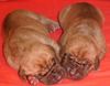 Deutsche Dogge Foto: Unserer ganz besonderen Zwillinge (ID 13963) Deutsche Dogge Hund