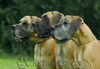 Deutsche Dogge Foto: 3 Generationen (ID 34165) Deutsche Dogge Hund