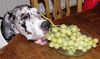 Deutsche Dogge Foto: Baghira klaut Weintrauben (ID 38622) Deutsche Dogge Hund