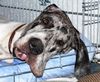 Deutsche Dogge Foto: Baghira 2 Jahre (ID 38621) Deutsche Dogge Hund