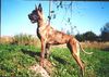 Deutsche Dogge Foto: CH.ADELA Dog Bessen (ID 9547) Deutsche Dogge Hund