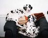 Deutsche Dogge Foto: Tribeca Afra & Ariadne (ID 11608) Deutsche Dogge Hund