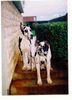Deutsche Dogge Foto: hello! (ID 1966) Deutsche Dogge Hund