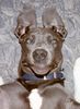 Deutsche Dogge Foto: *grins* (ID 3807) Deutsche Dogge Hund