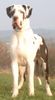 Deutsche Dogge Foto: Aron vom Knüllgebirge 20 Monate (ID 21514) Deutsche Dogge Hund