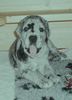 Deutsche Dogge Foto: Athena Vom White Temple im Alter von 4 Wo. (ID 9117) Deutsche Dogge Hund