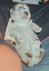 Deutsche Dogge Foto: Athena Vom White Temple 9 Tage alt (ID 8374) Deutsche Dogge Hund