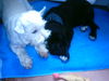 Deutsche Dogge Foto: Da war meine Westy Schwester noch größer (ID 43689) Deutsche Dogge Hund