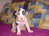 Deutsche Dogge Foto: BABETTE BON AMI Grand Canyon (ID 9545) Deutsche Dogge Hund