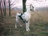 Deutsche Dogge Foto: BABETTE BON AMI Grand Canyon (ID 9546) Deutsche Dogge Hund