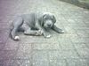 Deutsche Dogge Foto: ich bin ja soooo müde (ID 13732) Deutsche Dogge Hund