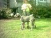 Deutsche Dogge Foto (ID 13751) Deutsche Dogge Hund