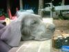Deutsche Dogge Foto: ich bin ja soooo müde (ID 13731) Deutsche Dogge Hund