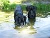 Deutsche Dogge Foto: Buffalo&Joyce (ID 12521) Deutsche Dogge Hund
