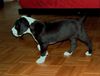 Deutsche Dogge Foto: Baroness-Cecil Vom White Temple (ID 22333) Deutsche Dogge Hund