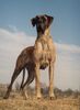 Deutsche Dogge Foto: Belana vom Tobelbach (ID 3583) Deutsche Dogge Hund