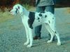 Deutsche Dogge Foto: Beluga von der Wolfburg im Alter von 5 Monaten (ID 7798) Deutsche Dogge Hund