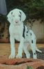Deutsche Dogge Foto: Beluga von der Wolfburg im Alter von 10 Wochen (ID 6169) Deutsche Dogge Hund