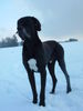 Deutsche Dogge Foto: hgassan vom aischgrund (ID 37021) Deutsche Dogge Hund