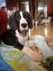 Deutsche Dogge Foto: nabucco (ID 45376) Deutsche Dogge Hund