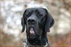 Deutsche Dogge Foto: Buffalo (ID 12525) Deutsche Dogge Hund