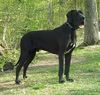 Deutsche Dogge Foto: Buffalo von der Zwergweide (ID 12367) Deutsche Dogge Hund