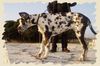 Deutsche Dogge Foto: Hoho! (ID 9382) Deutsche Dogge Hund