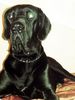 Deutsche Dogge Foto: Rocky mit 12 (ID 42538) Deutsche Dogge Hund