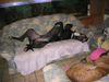 Deutsche Dogge Foto: Yenna (ID 19785) Deutsche Dogge Hund