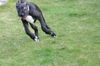 Deutsche Dogge Foto: Mich hascht die Sonne nicht (ID 43690) Deutsche Dogge Hund