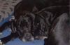 Deutsche Dogge Foto: 2 Hündinnen die sich lieben (ID 3344) Deutsche Dogge Hund