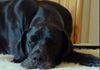 Deutsche Dogge Foto: Cecil von Blue Ground (ID 7038) Deutsche Dogge Hund