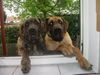 Deutsche Dogge Foto: Hey..mach doch mal Platz (ID 12372) Deutsche Dogge Hund