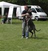 Deutsche Dogge Foto: coco auf Ausstellung (ID 13047) Deutsche Dogge Hund