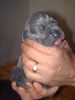 Deutsche Dogge Foto: L-wurf 08/11/09 Blauen Deutsche doggen (ID 45200) Deutsche Dogge Hund
