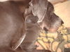 Deutsche Dogge Foto: L-wurf 08/11/09 Blauen Deutsche doggen (ID 45199) Deutsche Dogge Hund