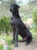 Deutsche Dogge Foto: Dario (ID 42271) Deutsche Dogge Hund