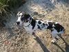 Deutsche Dogge Foto: Orph (ID 17904) Deutsche Dogge Hund