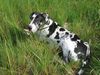 Deutsche Dogge Foto: das ist Orph (ID 17902) Deutsche Dogge Hund