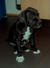 Deutsche Dogge Foto: Dryope vom White Temple, 7 Wochen alt (ID 31209) Deutsche Dogge Hund