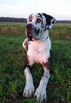Deutsche Dogge Foto: Auf dem Bild ist unser Deutscher Doggen Rüde Kaidano zusehen. Er hat 83cm schulterhöhe, 61 cm halsumfang, 81 cm Rückenlänge, 105 cm bauchumfang und seine Tailie 91 cm. Stolze 79,4 kg besitzt er,die er beim kuscheln auch ordentlich zum Einsatz bringt. Er lebt in einem Einfamilienhaus mit zwei Schäferhündinnen und unserer kleinen Familie bestehend aus mama/papa/ kind zusammen. (ID 47028) Deutsche Dogge Hund