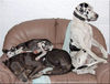 Deutsche Dogge Foto: Kein Platz? (ID 46964) Deutsche Dogge Hund