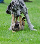 Deutsche Dogge Foto: Deutsche Dogge und Französich Bulldog/ Dt. Jagdterriermixwelpe- Welpe- Welpegruppe (ID 47153) Deutsche Dogge Hund