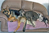 Deutsche Dogge Foto: Und ich habe immer noch Platz...Flora (ID 46966) Deutsche Dogge Hund