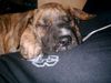 Deutsche Dogge Foto (ID 12678) Deutsche Dogge Hund